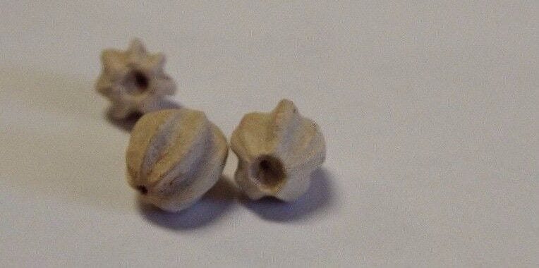 Saint Clare of Montefalco Nuts/Seeds, New from Italy - Bob and Penny Lord Journeys of Faith