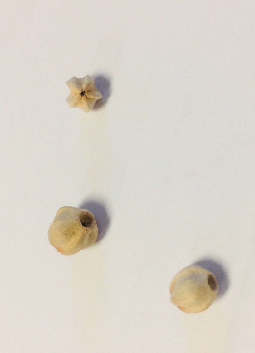 Saint Clare of Montefalco Nuts/Seeds, New from Italy - Bob and Penny Lord Journeys of Faith