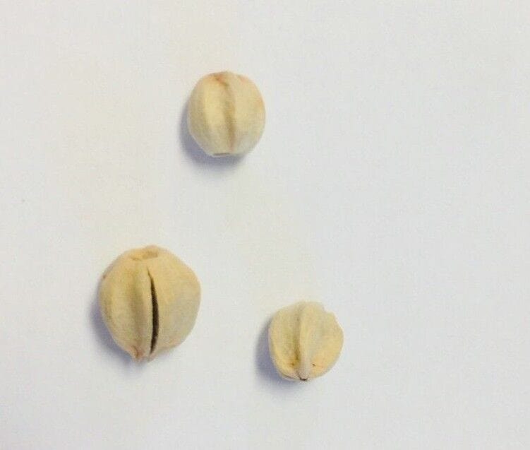 Saint Clare of Montefalco Nuts/Seeds, New from Italy - Bob and Penny Lord Journeys of Faith